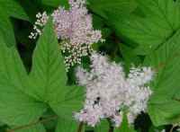 Блатен тъжник (Filipendula ulmaria (L) Maxim.)